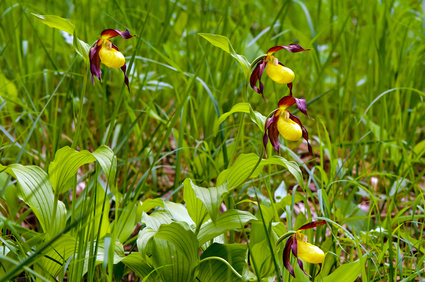 Lady's-slipper orchid (Cypripedium calceolus)