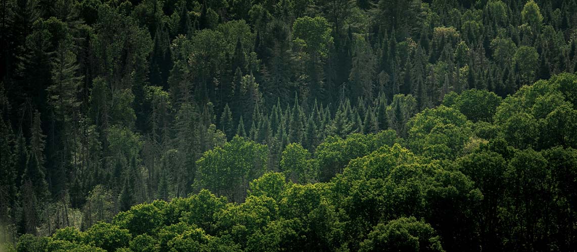 forêt vue de loin