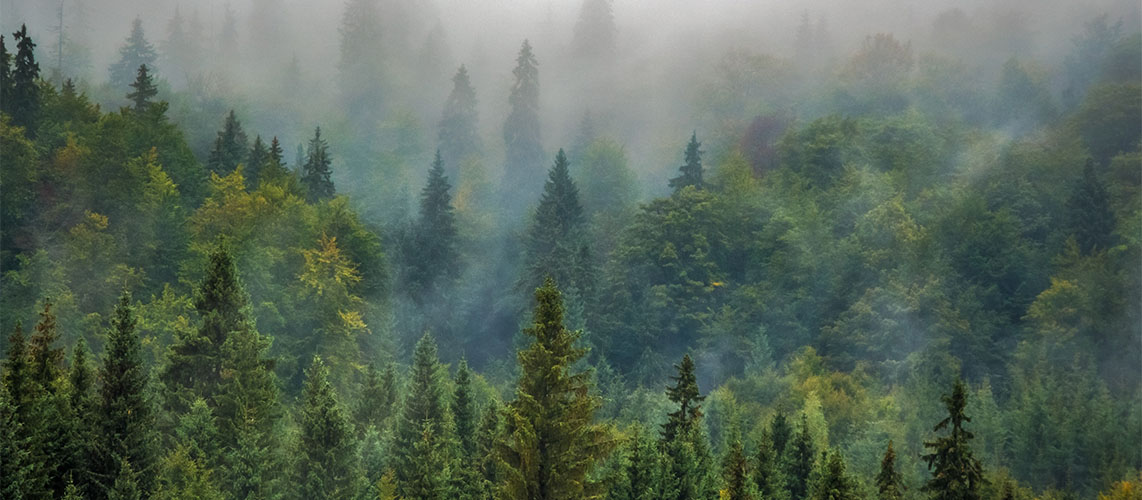 forêt bois
