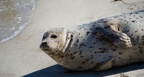 Seals enjoying Christmas sun in La Jolla at childrens pool