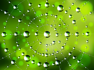Background of the spider web with dew drops