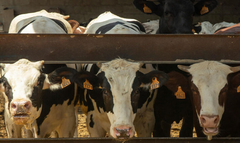 1000 vaches et le juge administratif