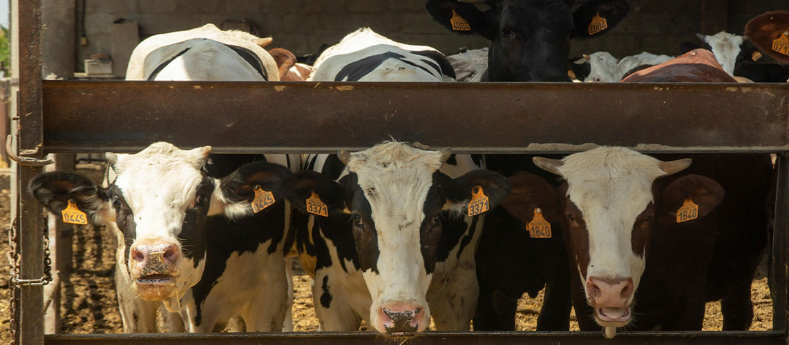 vaches élevage de face