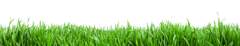 View of Grass in high definition isolated on a white background