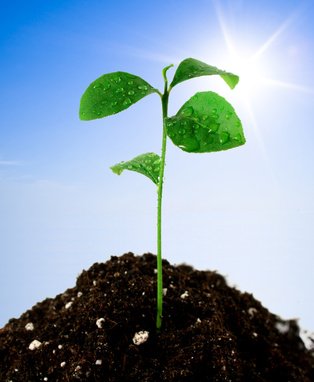 Plant in soil and blue sky with sun