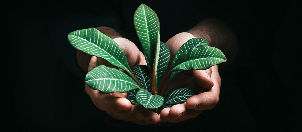 plante en fond noir