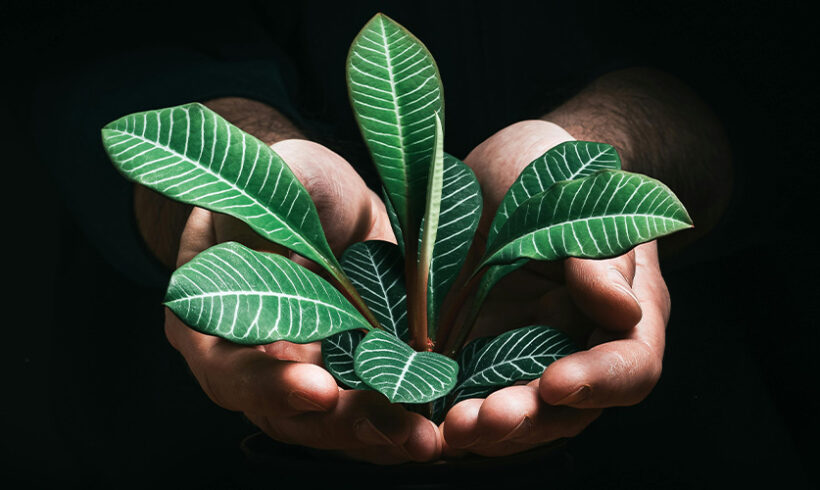 L&rsquo;inscription de la préservation de l&rsquo;environnement, de la biodiversité et du climat à l&rsquo;article 1er de la Constitution