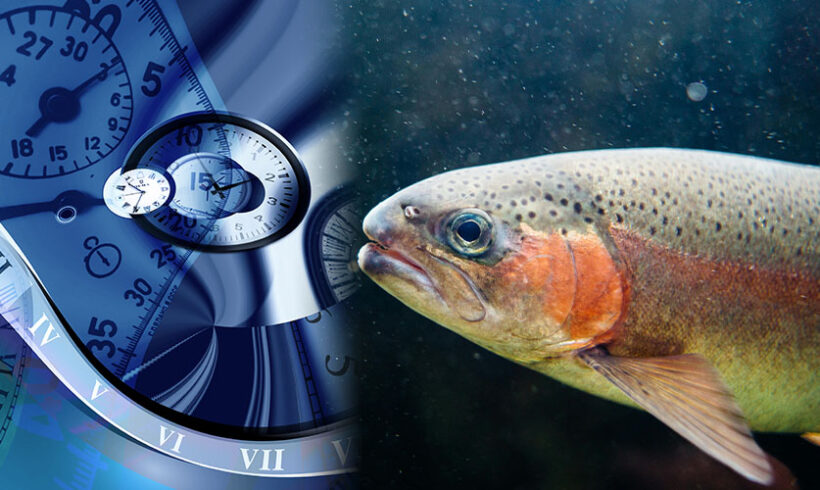 Droits d’antériorité et continuité écologique : le Conseil d’Etat fait passer le poisson