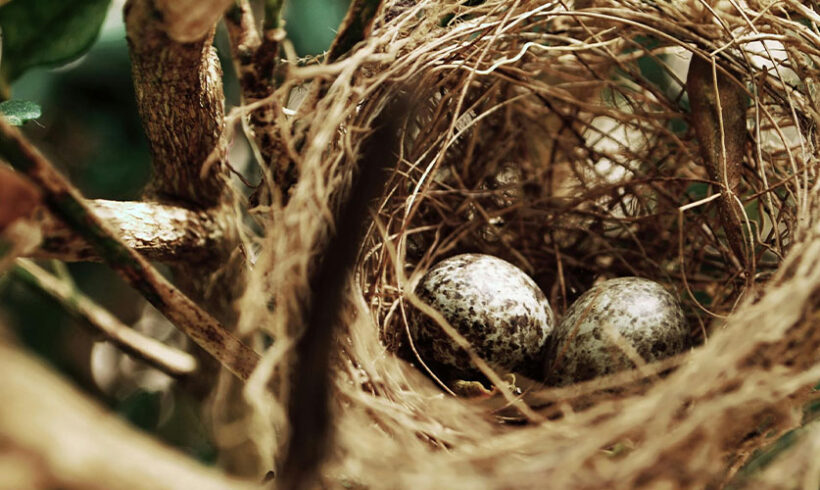 Dérogation « espèces protégées » et « intérêt public majeur » : suspension d&rsquo;un projet par le CE