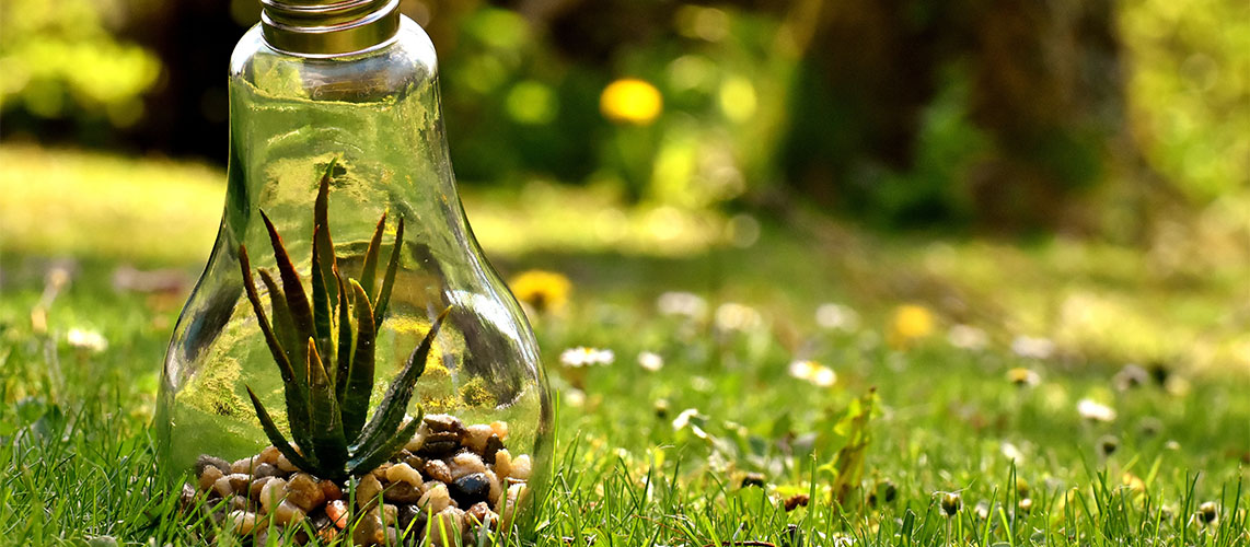 ampoule plante herbe