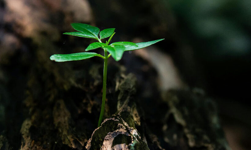 Avis critique de l&rsquo;AE sur deux SRADDET (AURA et Hauts de France)