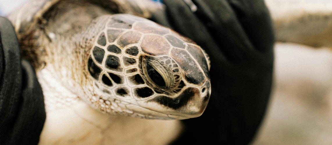tortue soin protection animale