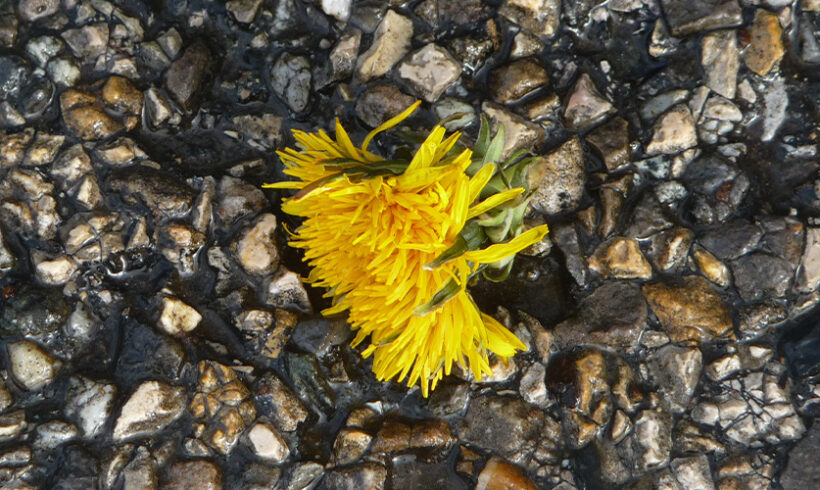 Sanction administrative et dérogation espèces protégées