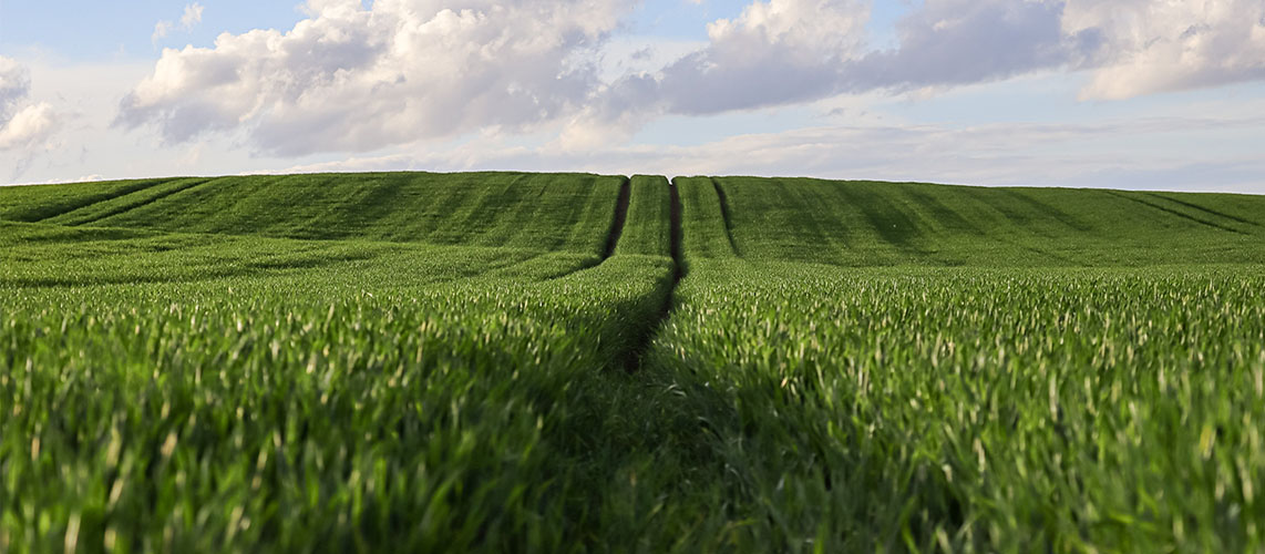 zone agricole champ