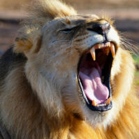 Les vœux n’arrêtent pas les rugissements !