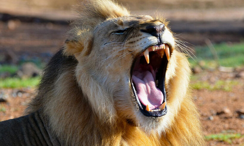 Les vœux n’arrêtent pas les rugissements !