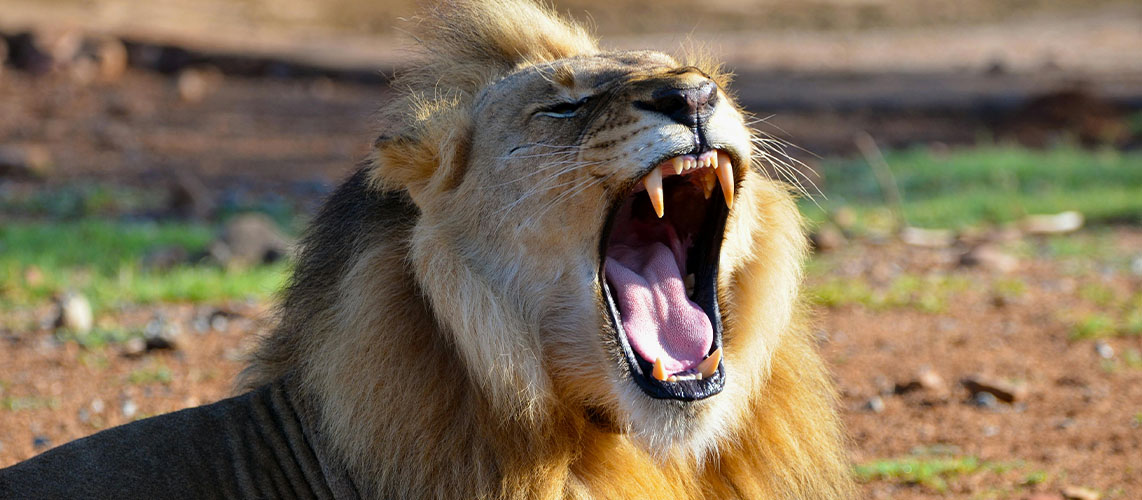 lion rugissement