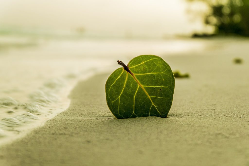 une feuille sur une plage