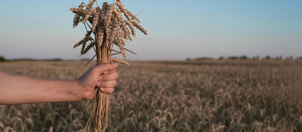 denrées alimentaires champ de blé