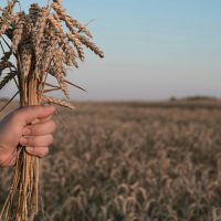 Contentieux des restrictions d&rsquo;importation de denrées alimentaires : contrôle normal ou restreint ?