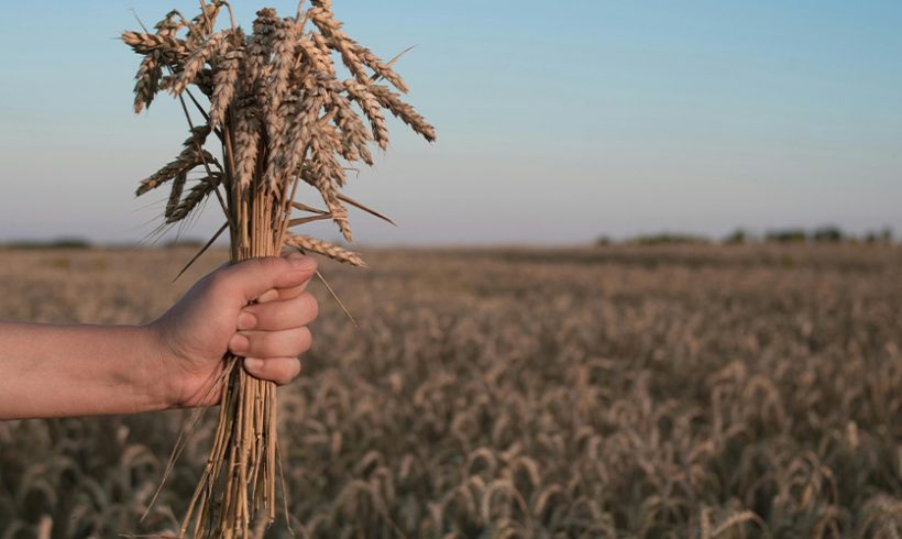 Contentieux des restrictions d’importation de denrées alimentaires : contrôle normal ou restreint ? Contentieux des restrictions d’importation de denrées alimentaires : contrôle normal ou restreint ?