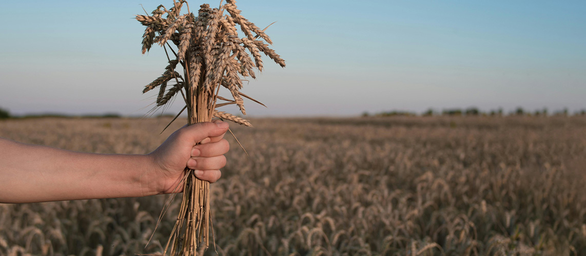 denrées alimentaires champ de blé