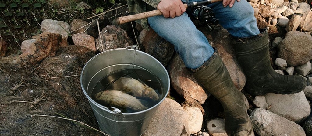 pêche en eau douce poissons sceau