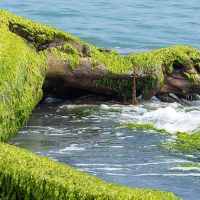 Préjudice écologique : nouvelle carence fautive de l’État dans sa lutte contre la prolifération des algues vertes