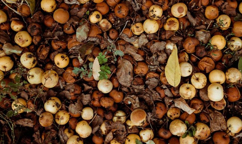 Loi « Industrie verte » : la sortie du statut de déchet, le sous-produit et le tri de biodéchets