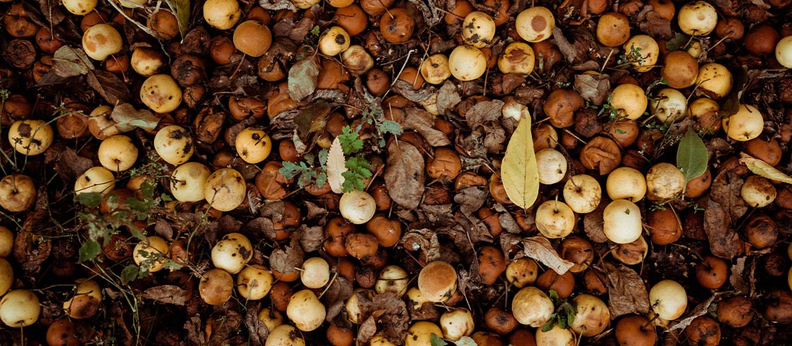 biodéchets pomme sol feuilles
