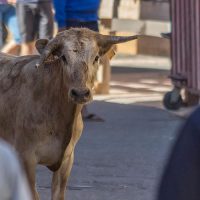 L’exception taurine à l’épreuve du référé-suspension : Olé !