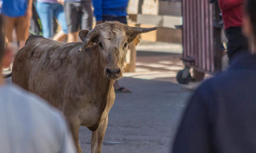 L’exception taurine à l’épreuve du référé-suspension : Olé !