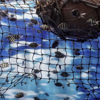 Injonction faite au préfet de réglementer la pêche pour protéger les fonds marins d&rsquo;un site Natura 2000