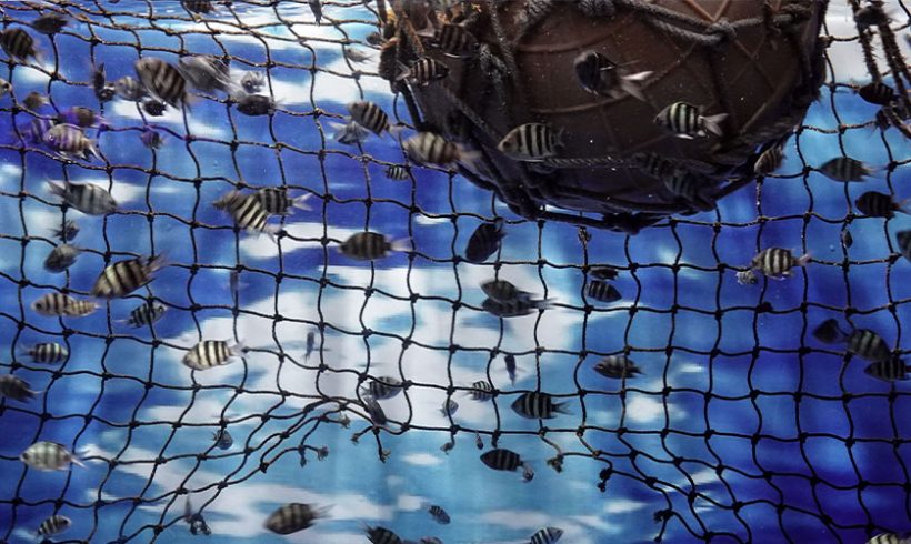 Injonction faite au préfet de réglementer la pêche pour protéger les fonds marins d’un site Natura 2000 Injonction faite au préfet de réglementer la pêche pour protéger les fonds marins d’un site Natura 2000