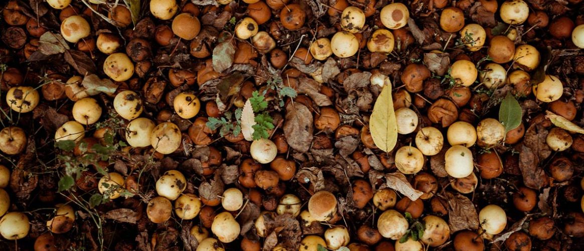biodéchets pomme sol feuilles