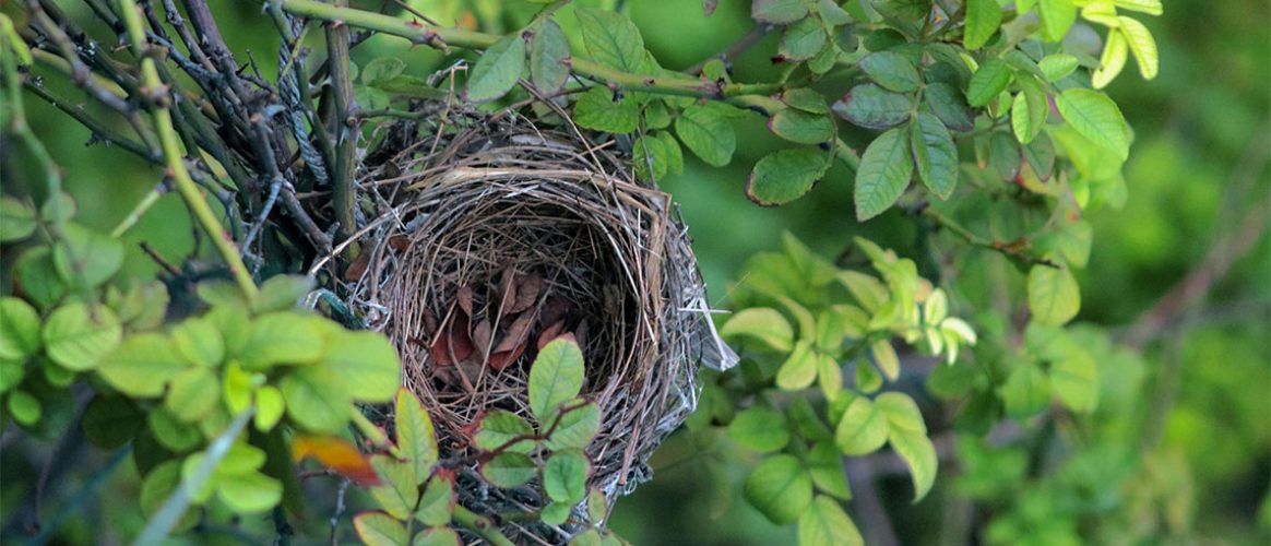 espèces protégées nid oiseau